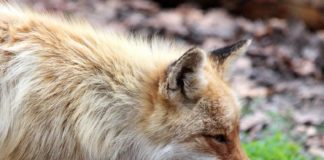 O estudo de Irene Ortiz caracteriza por primeira vez o órgano vomeronasal do raposo.
