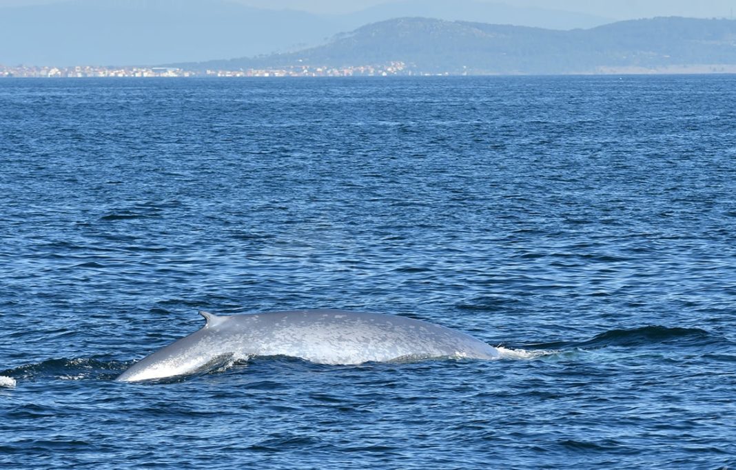 Avistamento dunha das baleas azuis localizadas en outubro de 2020 no litoral galego. Foto: BDRI.