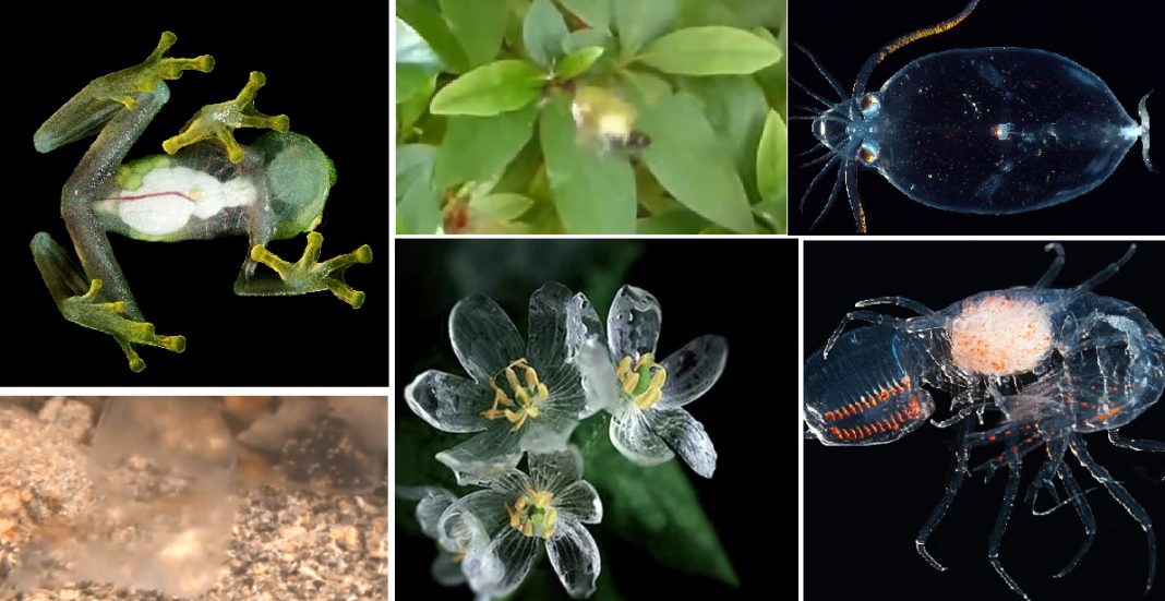 Algúns dos exemplos de seres vivos case transparentes.