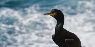 O corvo mariño cristado vese afectado pola actividade pesqueira. Foto: David Álvarez.