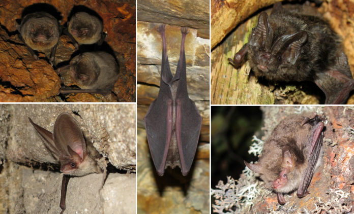 Varias especies de morcegos presentes en Galicia. Á esquerda, Miniopterus schreibersii (arriba) e Plecotus austriacus. No centro, Rhinolophus ferrumequinum. Á dereita, Barbastella barbastellus (arriba) e Myotis crypticus. Imaxes cedidas por Roberto Hermida.