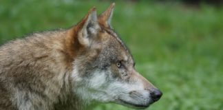O lobo está no centro do debate despois da súa inclusión na Listaxe de Especies Silvestres en Réxime de Protección Especial. Foto: Pixabay.