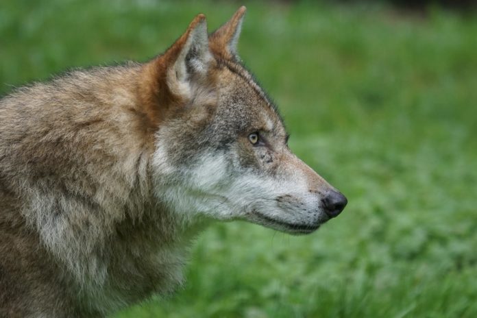 O lobo está no centro do debate despois da súa inclusión na Listaxe de Especies Silvestres en Réxime de Protección Especial. Foto: Pixabay.