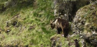 Un de cada tres osos analizados no estudo morreu por causas vinculadas á intervención humana. Foto: Fundación Oso Pardo.