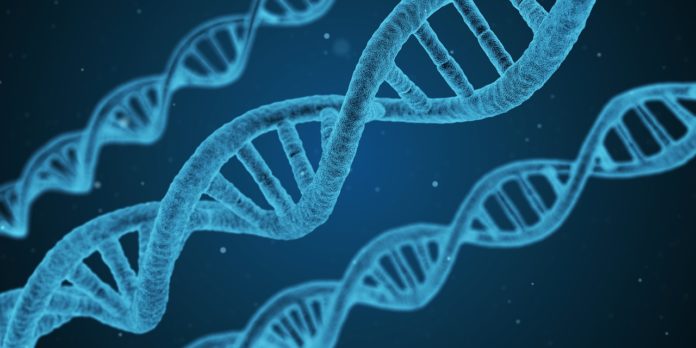 O microARN son pequenas moléculas que permiten que as células comprendan a información xenética do ADN.