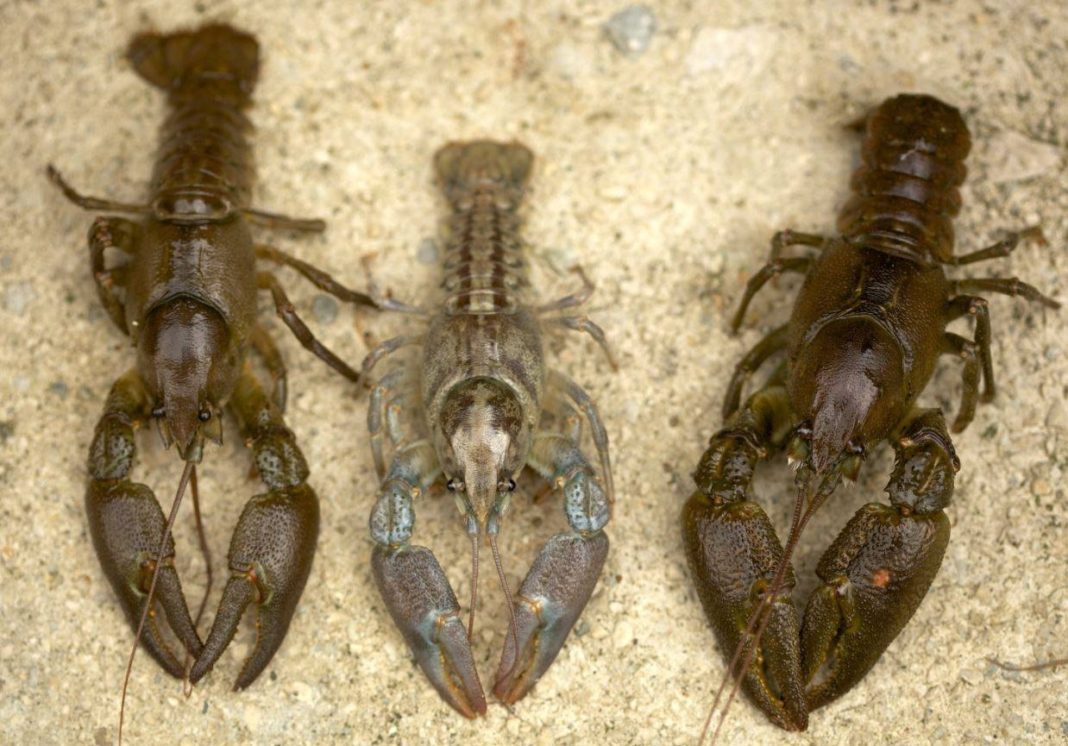 Exemplares do caranguexo autóctono Austropotamobius pallipes. Foto: José Vladimir Sandoval-Sierra.