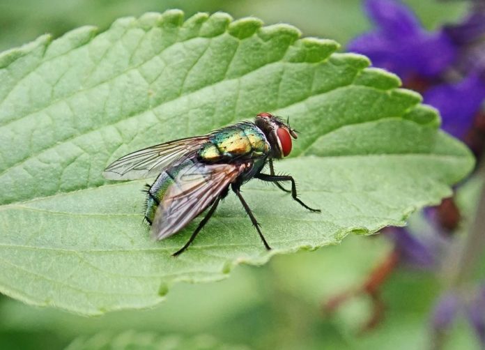 As moscas posúen unha capacidade extraordinaria para responder diante das posibles ameazas. Imaxe: Pixabay.