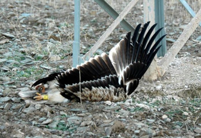 Os impactos cos tendidos eléctricos son a principal causa de morte para especies ameazadas como a aguia imperial. Foto: SOS Tendidos Eléctricos.
