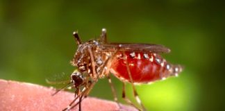 A bacteria "Walbachia pipiensis" impide a replicación do virus do dengue no "Aedes aegypti, vector de transmisión do virus. Foto: James Gathany / Wikicommons.