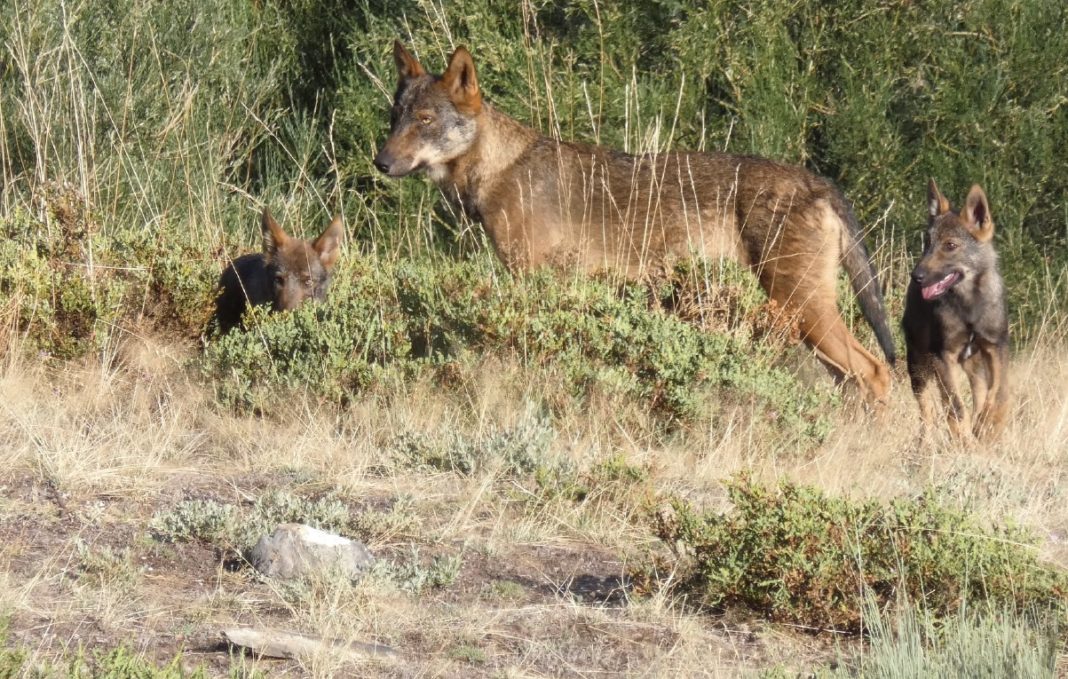 Imaxe dunha loba con dous cachorros obtida durante o traballo de campo deste censo. Foto: Pedro Alonso.