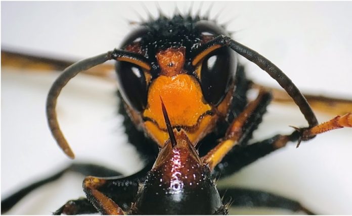 Exemplar de velutina estudada no laboratorio. Imaxe cedida por Damián Dasilva.
