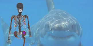 Os investigadores reconstruíron en 3D os restos do esqueleto e as marcas do ataque. Fonte: Universidade de Oxford / Great White Shark Cage Diving-CC BY 2.0.