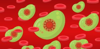 Os anticorpos son só unha das diversas compoñentes implicadas na resposta inmunitaria fronte a patóxenos. Foto: Pixabay.