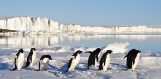 O estudo analizou as feces de tres especies de pingüíns. Foto: Pixabay.