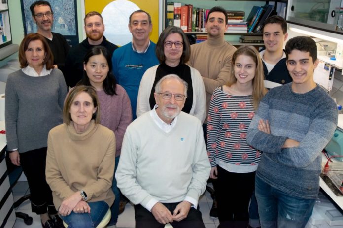 O equipo de Luis Enjuanes e Isabel Sola (sentados) e Sonia Zúñiga ( no centro da imaxe) está a desenvolver unha fórmula esterilizante fronte ao SARS-CoV-2. Foto: CSIC.