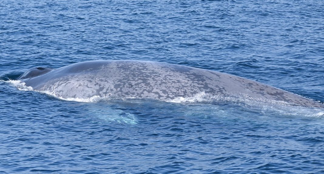 Balea azul observada esta semana preto da costa galega. Foto: Bruno Díaz/BDRI.