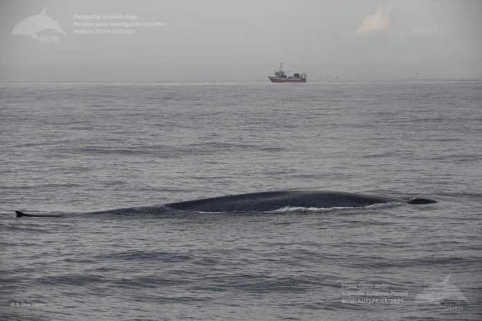 Unha das baleas azuis avistadas nos últimos días na costa galega. Foto: Bruno Díaz / BDRI.