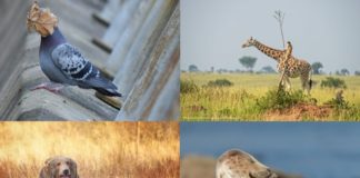 Catro das imaxes finalistas no Comedy Wildlife 2021.