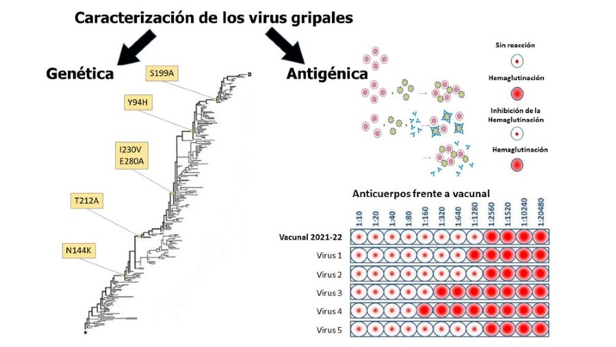 Gráfico da caracterización dos virus gripais. Foto: The Conversation