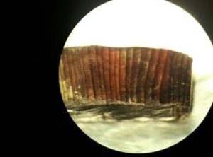 Detalle ao microscopio dunha das madeiras talladas polos viquingos. Foto: Universidade de Groningen.