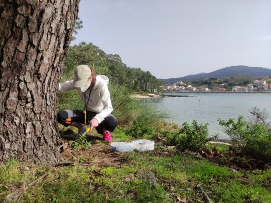 Blanca Fraga Cimadevila collendo formiga arxentina na illa de Cortegada. Foto: Iago Sanmartín Villar