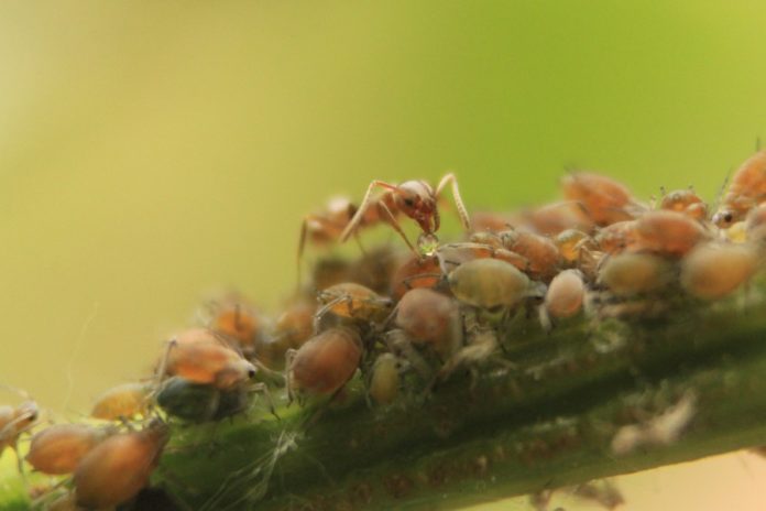 Un exemplar de formiga arxentina chuchando o mielato. Foto: Iago Sanmartín Villar
