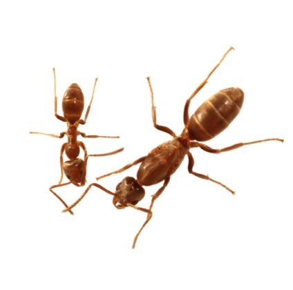 Obreira e raíña da formiga arxentina (Linepithema humile). Foto: Iago Sanmartín Villar