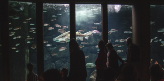 A sala Nautilus, no Aquarium Finisterrae. Foto: Concello da Coruña