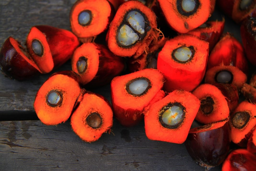 Froito da palma, de onde se obtén o aceite que contén ácido palmítico. Imaxe: Pixabay.