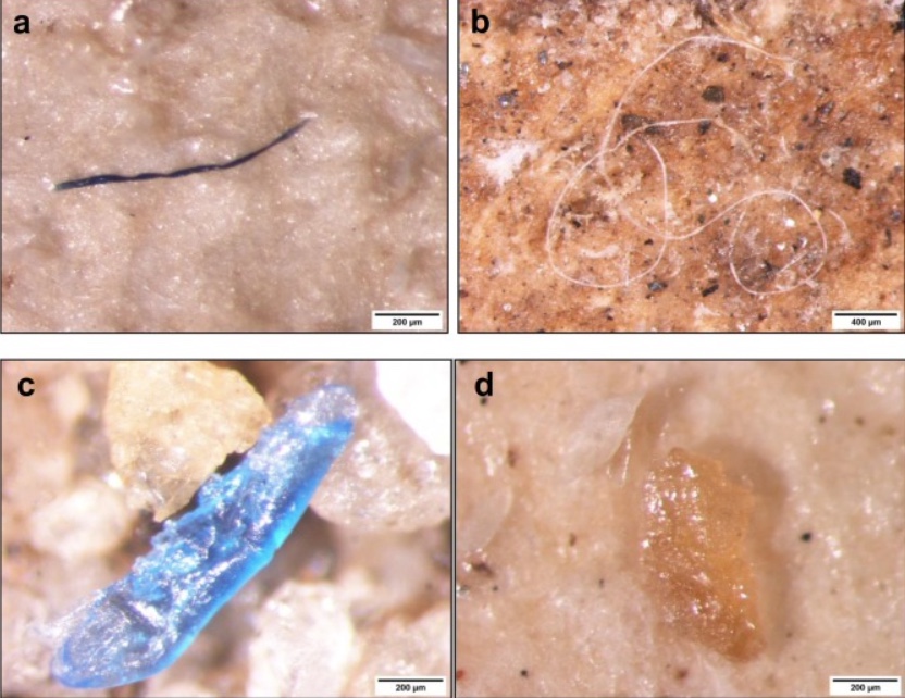 Algúns dos microplásticos atopados: fibras no fígado de carpa común (a); fibra no tracto gastrointestinal da mesma especie (b); fragmento no tracto gastro intestinal dun muxo (c); e outro fragmento nun músculo dunha carpa (d). Fonte: Vale et al. (2021).