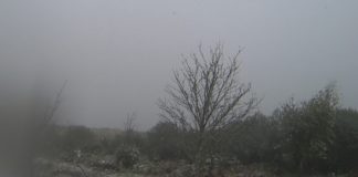 Folerpas de neve na cámara de MeteoGalicia instalada na serra dos Ancares, en Cervantes.