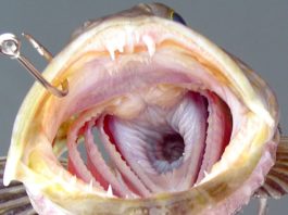 Detalle da boca do "Ophiodon elongatus" coas súas ringleiras de dentes. Fonte: catcherman / Getty Images.