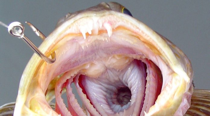 Detalle da boca do "Ophiodon elongatus" coas súas ringleiras de dentes. Fonte: catcherman / Getty Images.