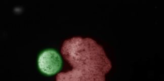 Organismo "pai" deseñado por intelixencia artificial (en vermello), con forma de Pac-Man, xunto a células nai comprimidas nunha bóla (a descendencia) en verde. Imaxe: Sam Kriegman e Douglas Blackiston.