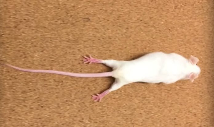 Un dos ratos usados no experimento, antes de recuperar parcialmente a mobilidade grazas á inxección. Imaxe: Northwestern University.