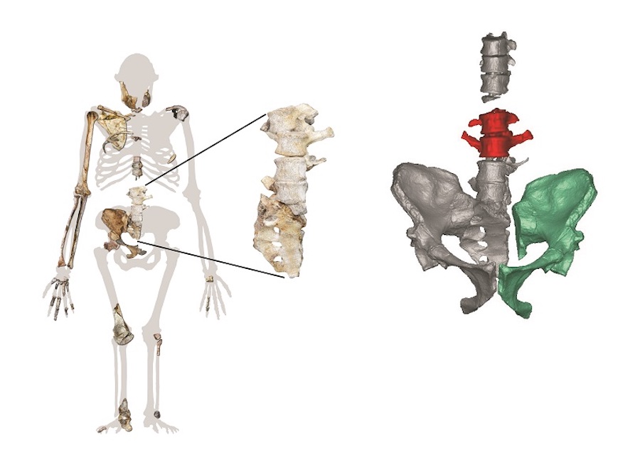 Posición anatómica dos novos fósiles no esqueleto completo e reconstrucción virtual coas novas vértebras lumbares. Foto: CSIC