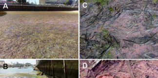 Alfombras microbianas rosas na praia de Adro, en Bouzas (Vigo). (A, B) Descrición xeral dos sedimentos fangosos preto da costa durante a marea baixa. (C, D) Primeiro plano de esteiras rosadas enredadas con follas de Zostera.