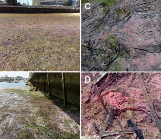 Alfombras microbianas rosas na praia de Adro, en Bouzas (Vigo). (A, B) Descrición xeral dos sedimentos fangosos preto da costa durante a marea baixa. (C, D) Primeiro plano de esteiras rosadas enredadas con follas de Zostera.
