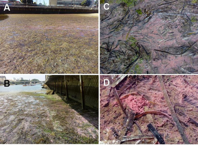 Alfombras microbianas rosas na praia de Adro, en Bouzas (Vigo). (A, B) Descrición xeral dos sedimentos fangosos preto da costa durante a marea baixa. (C, D) Primeiro plano de esteiras rosadas enredadas con follas de Zostera.