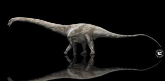 Recreación do Supersaurus en comparación co dinosauro carnívoro Allosaurus. Foto: Sean Fox/Gustavo Monroy/Fossil Crates