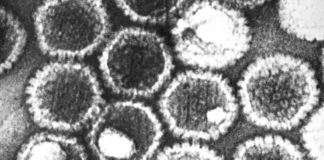 O virus do herpes é un dos patóxenos máis "exitosos", xa que está presente (aínda que moitas veces latente) en 2 de cada 3 persoas.