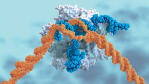 O ARN guía (azul) dunha inxección de CRISPR leva un enzima de corte de ADN (branco) ao seu obxectivo (laranxa). Foto: ELLA MARU STUDIO/SCIENCE SOURCE