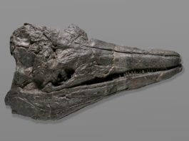 Cráneo do ictiosaurio. Natalja Kente (NHM).