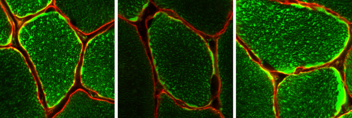 Mitocondrias dentro de fibras musculares individuais. Foto: Monash University