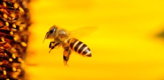 A apitoxina ou veleno das abellas pode favorecer o engorde das cobaias.