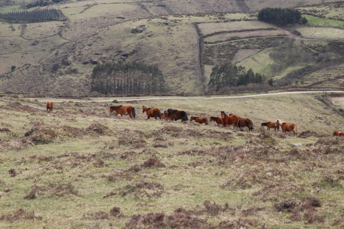 As repoboacións e o abandono de terras son dúas das causas que comprometen o futuro do hábitat dos cabalos salvaxes en Galicia. Foto: Laura Lagos.