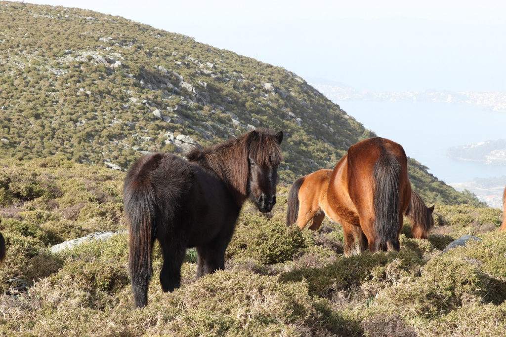 Cabalos salvaxes pastando. Foto: Laura Lagos.