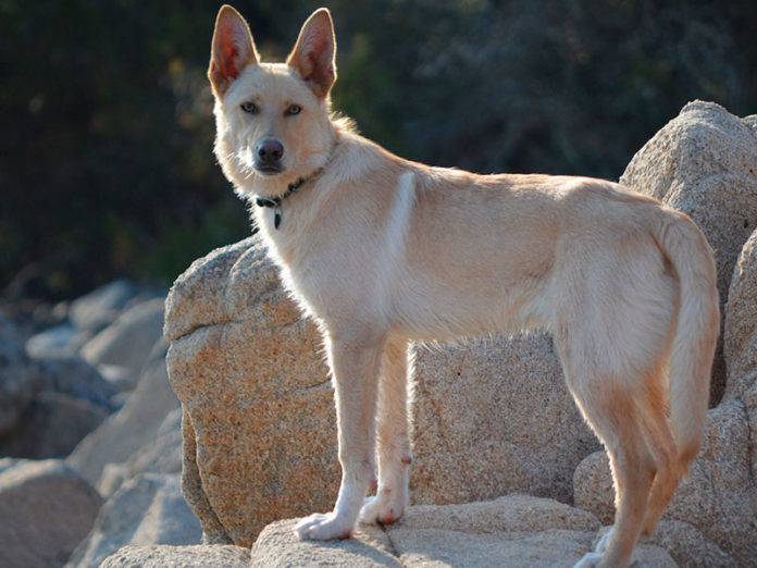 O can de palleiro é unha raza autóctona galega.