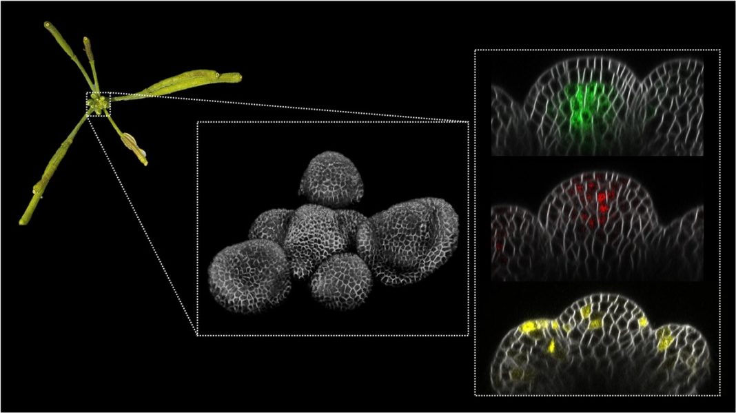 Imaxe dunha inflorescencia (esquerda), do meristemo en 3D (centro) e, dereita, proteínas fluorescentes (verde, vermello, amarelo) en cortes lonxitudinais del meristemo. Crédito: IBMCP