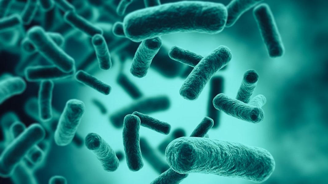 As bacterias que viven no intestino forman a microbiota natural dos seres vivos. Foto Jezper